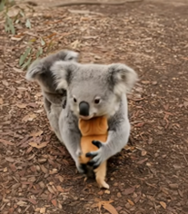 Snapshot of the Koala give a hug to a Kitten, taken from YouTube (https://youtube.com/shorts/eEsFUMcDCe4?si=nwzINHFvJ3GHUHQJ)